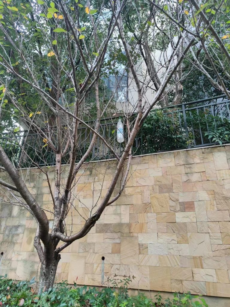 这是谁挂上去的