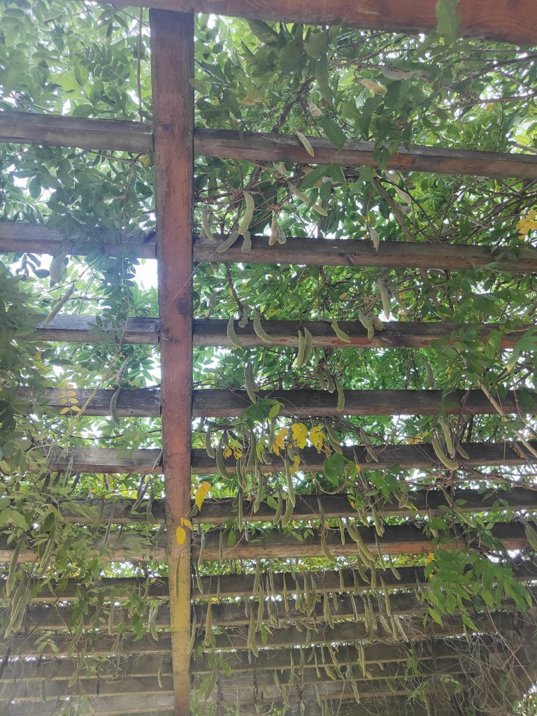这是啥植物