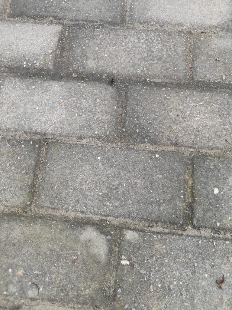 蚂蚁真大