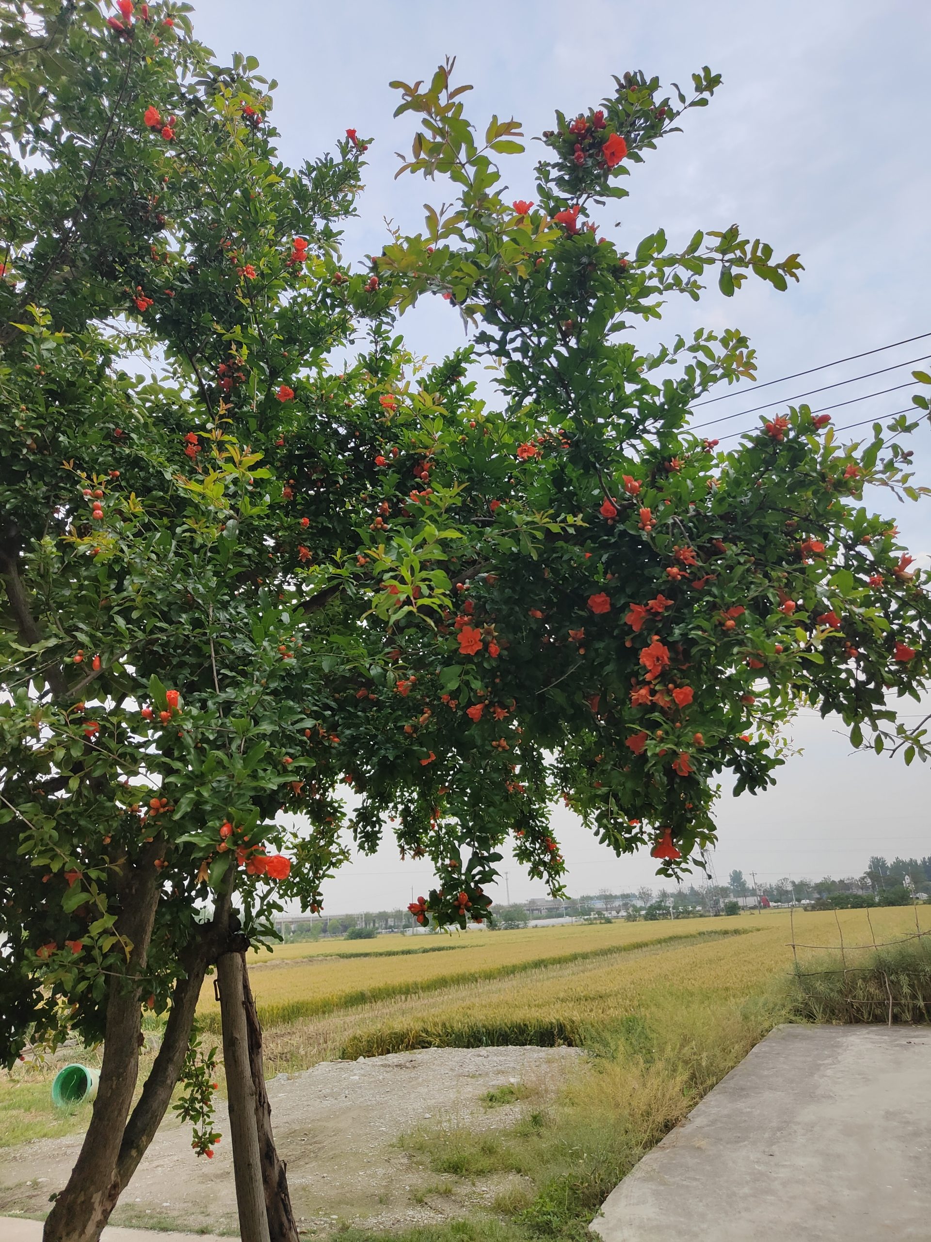 石榴花