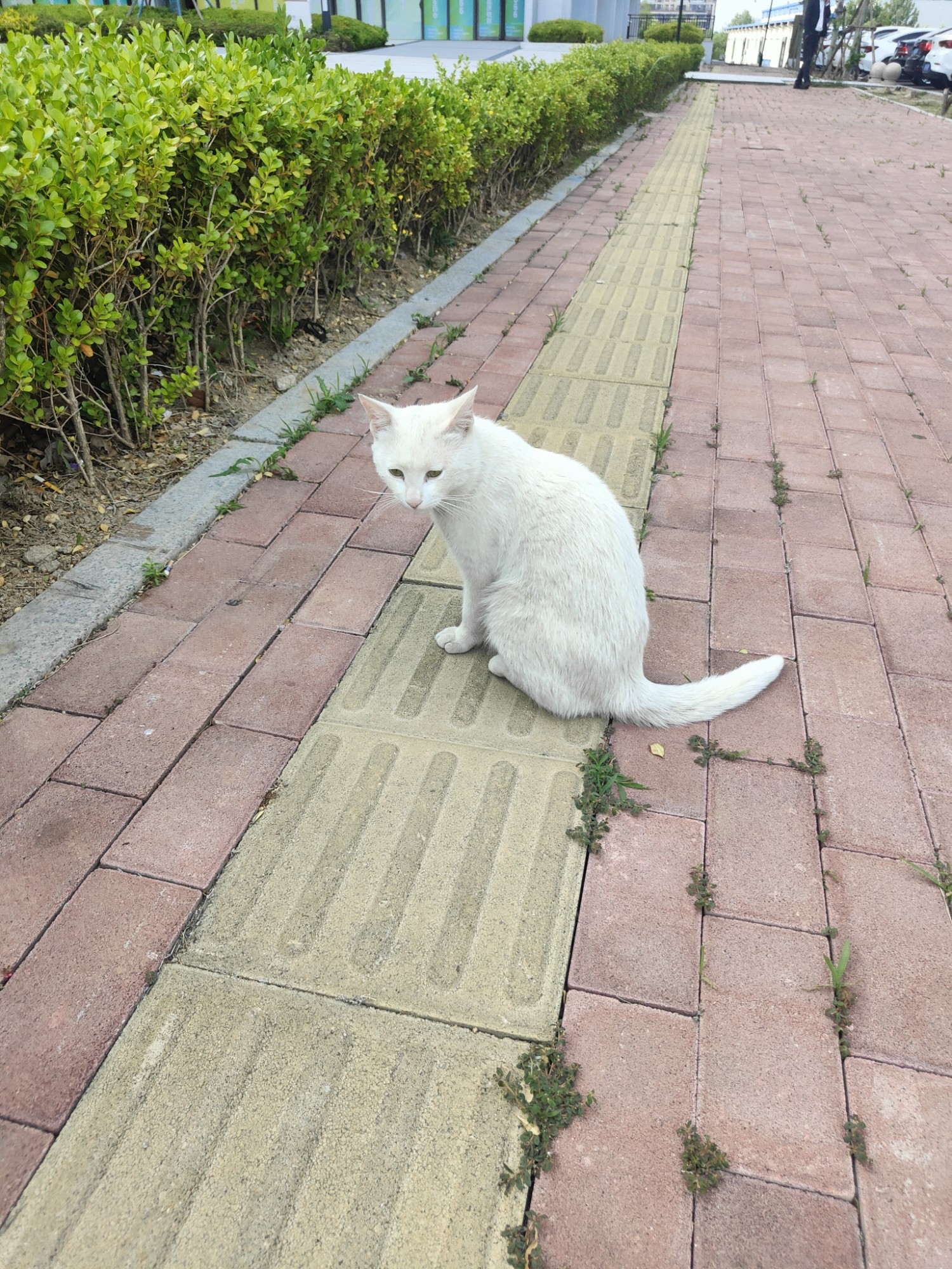 白猫