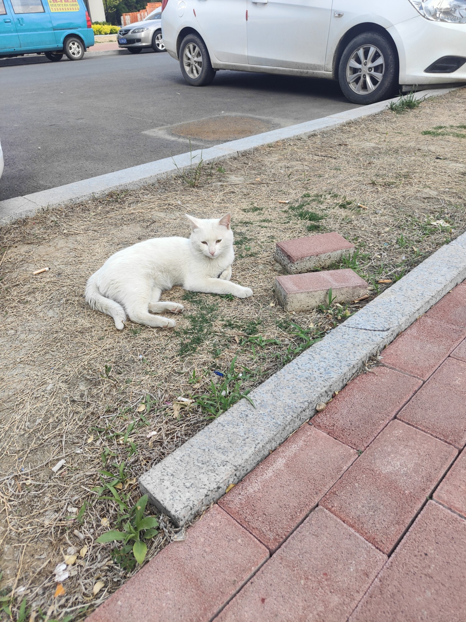 白猫 白猫