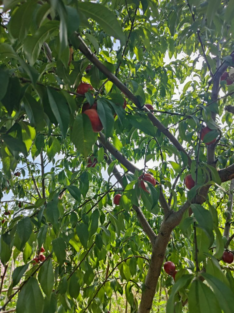 油桃
