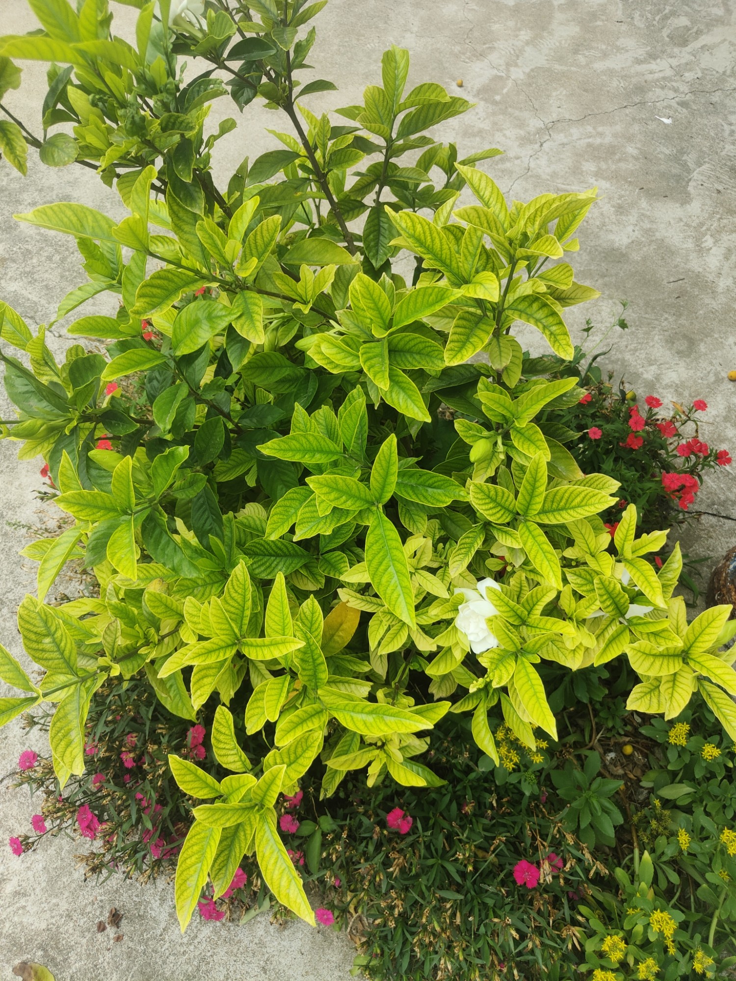 栀子花开呀开