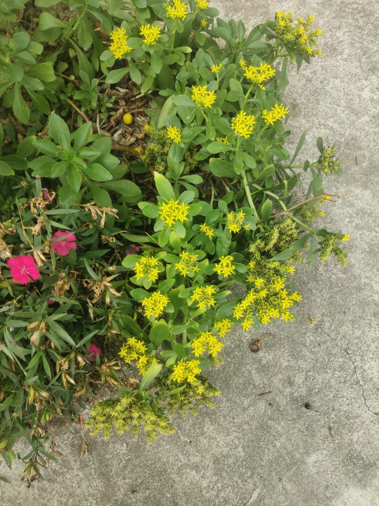 三七开花了