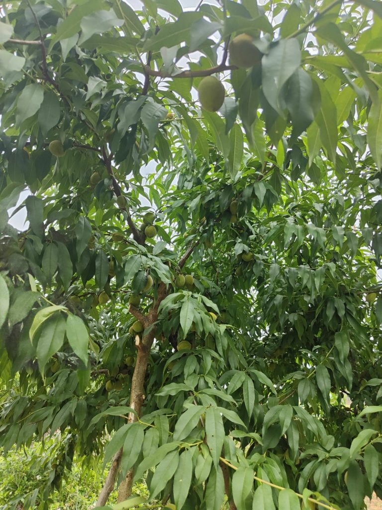 黄桃
