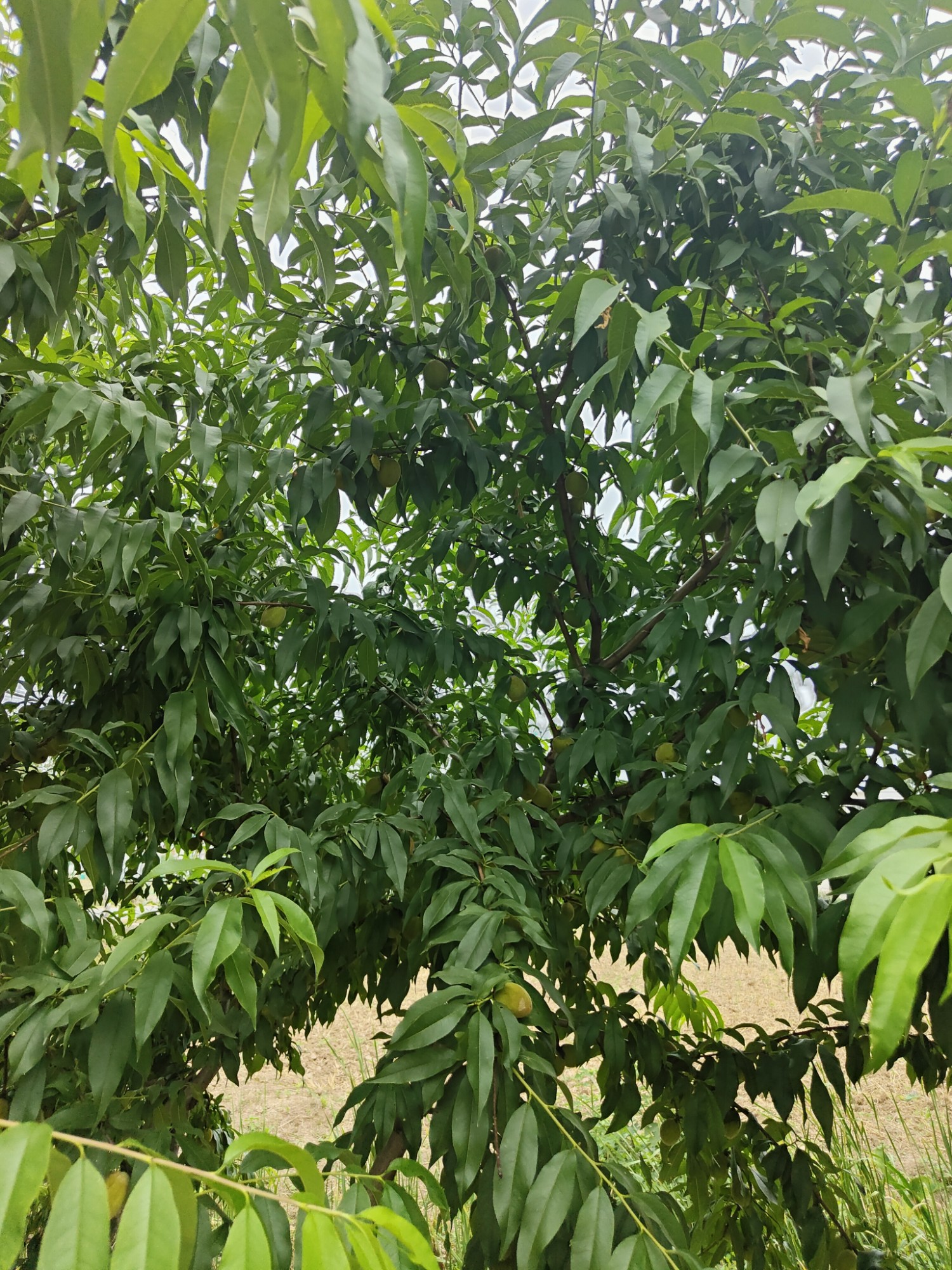 黄桃 黄桃