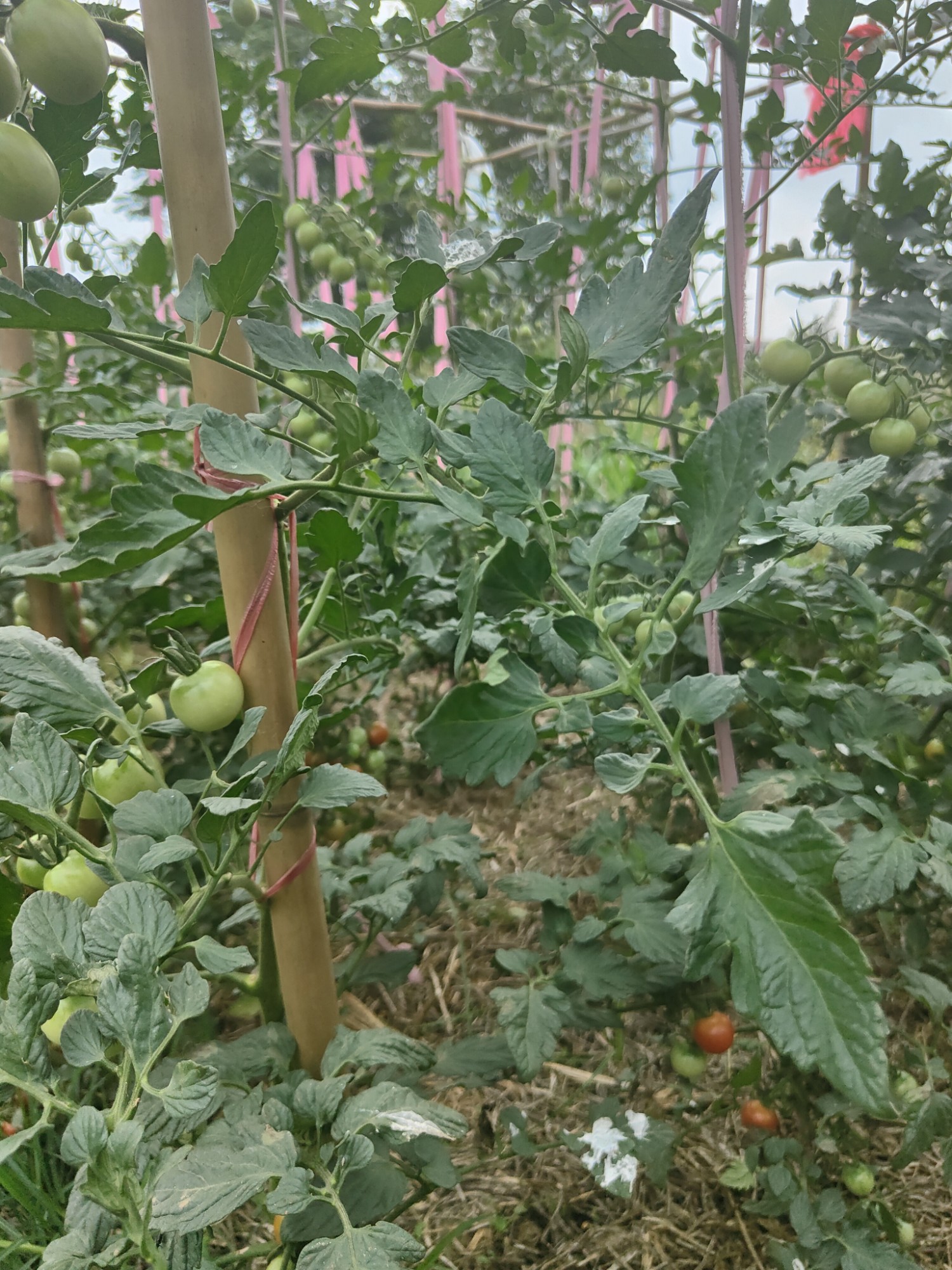 端午节