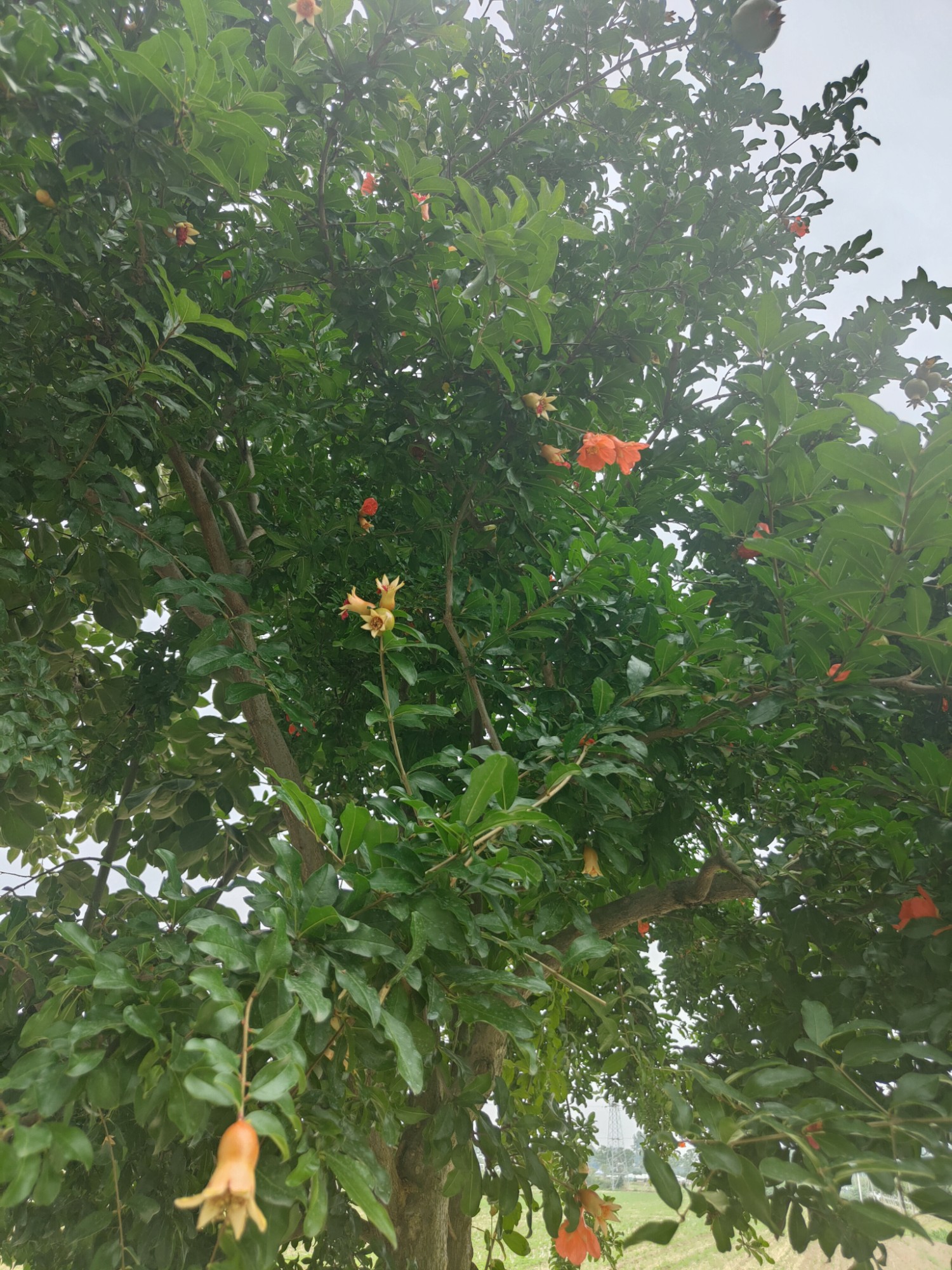 端午节