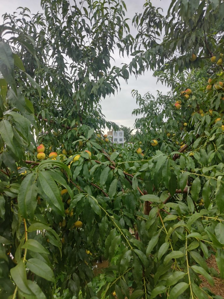 黄桃成熟了
