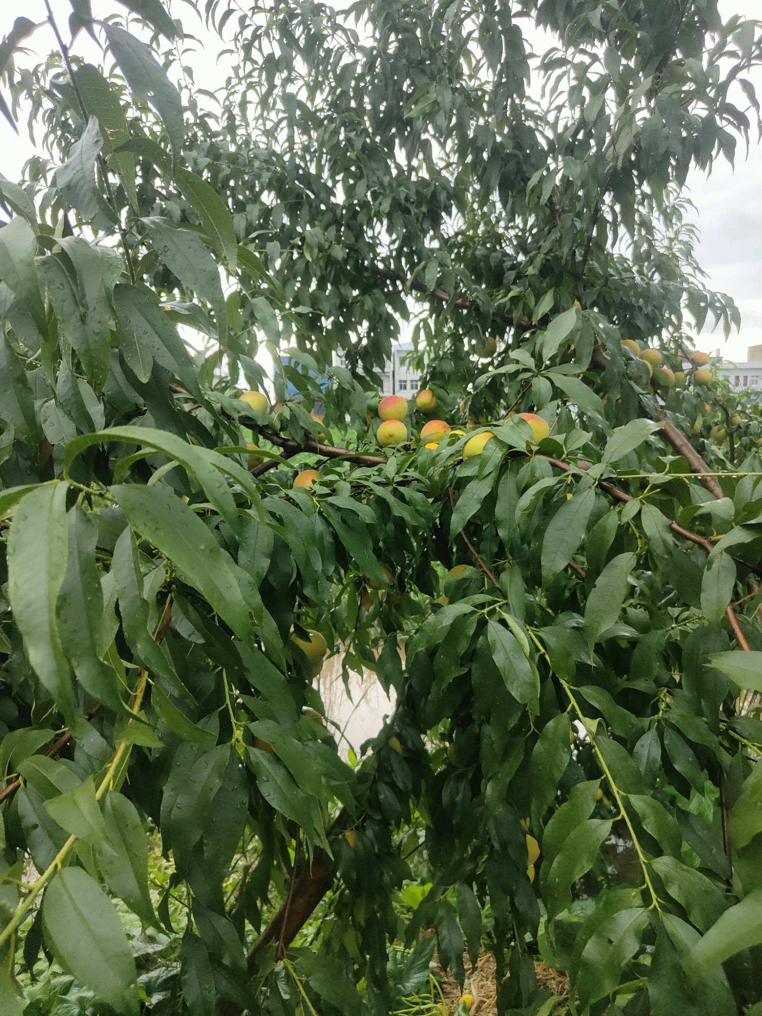 黄桃成熟了 黄桃成熟了
