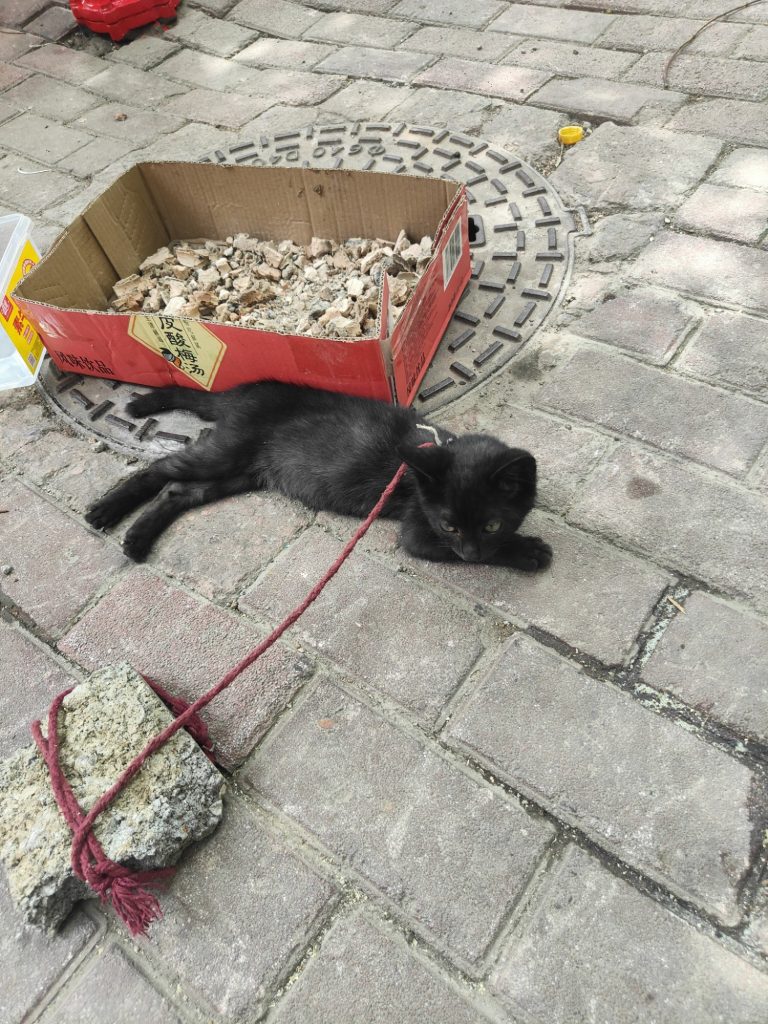 黑猫警长