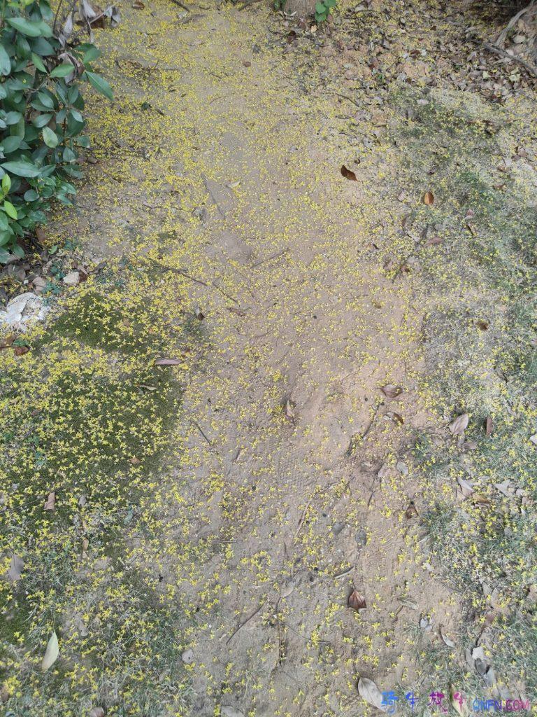 这是什么花 这是什么花