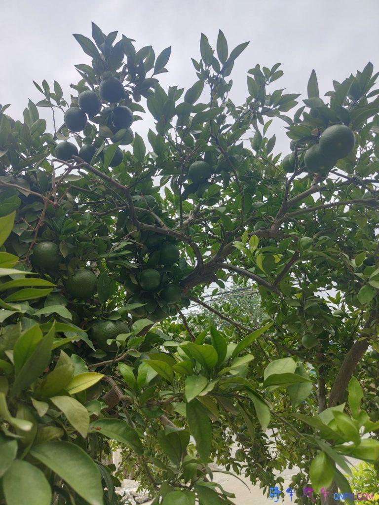 橘子快熟了