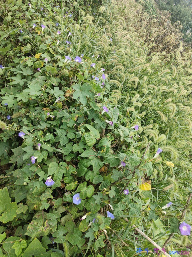 牵牛花