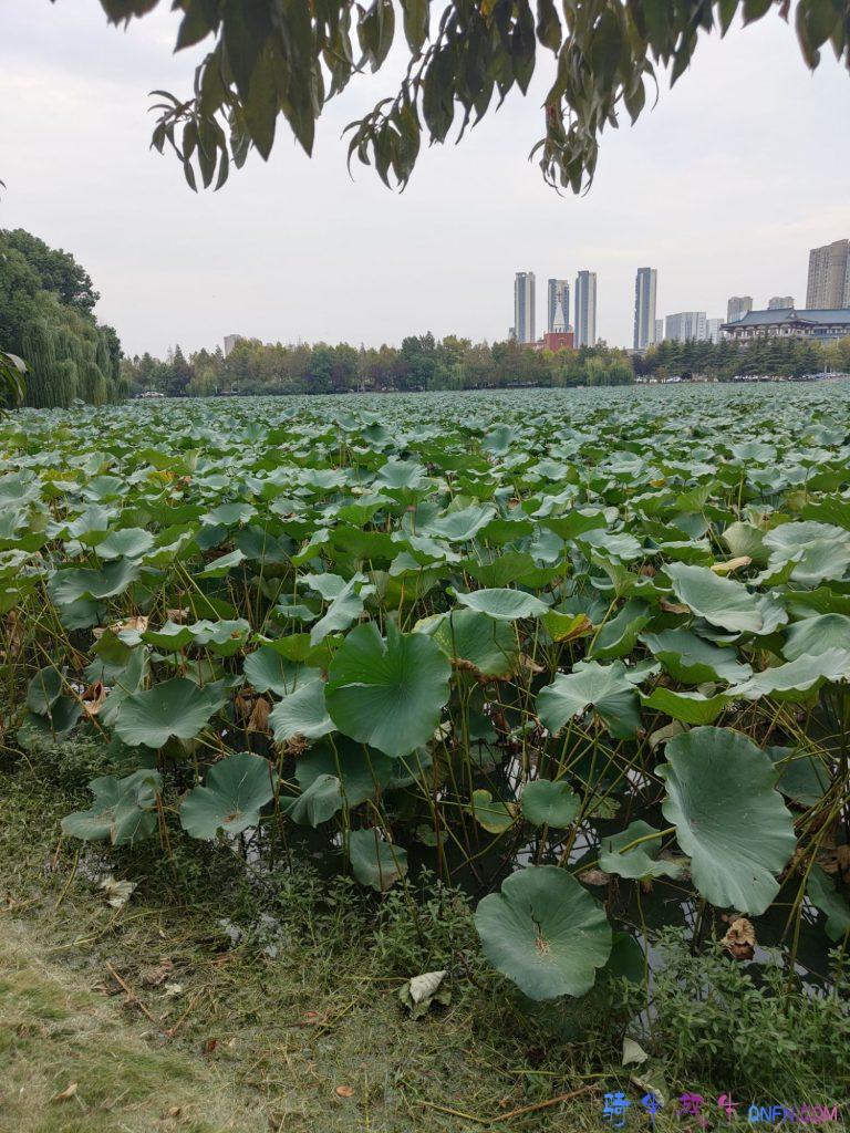 陆羽公园